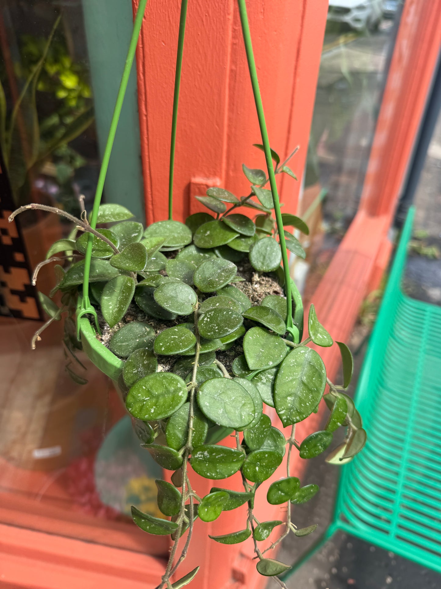 Hoya