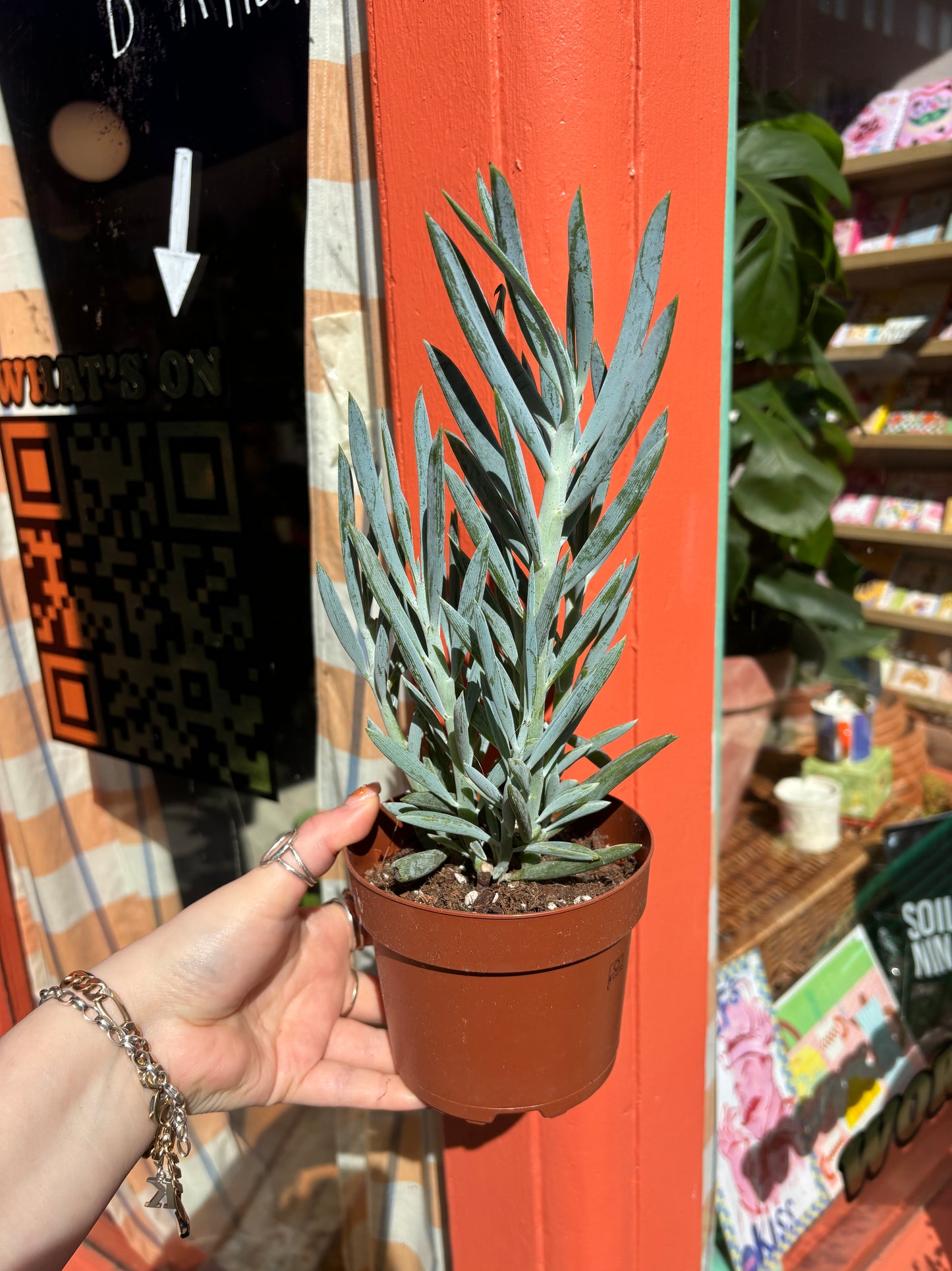 PLANT OF THE WEEK! Mount Everest