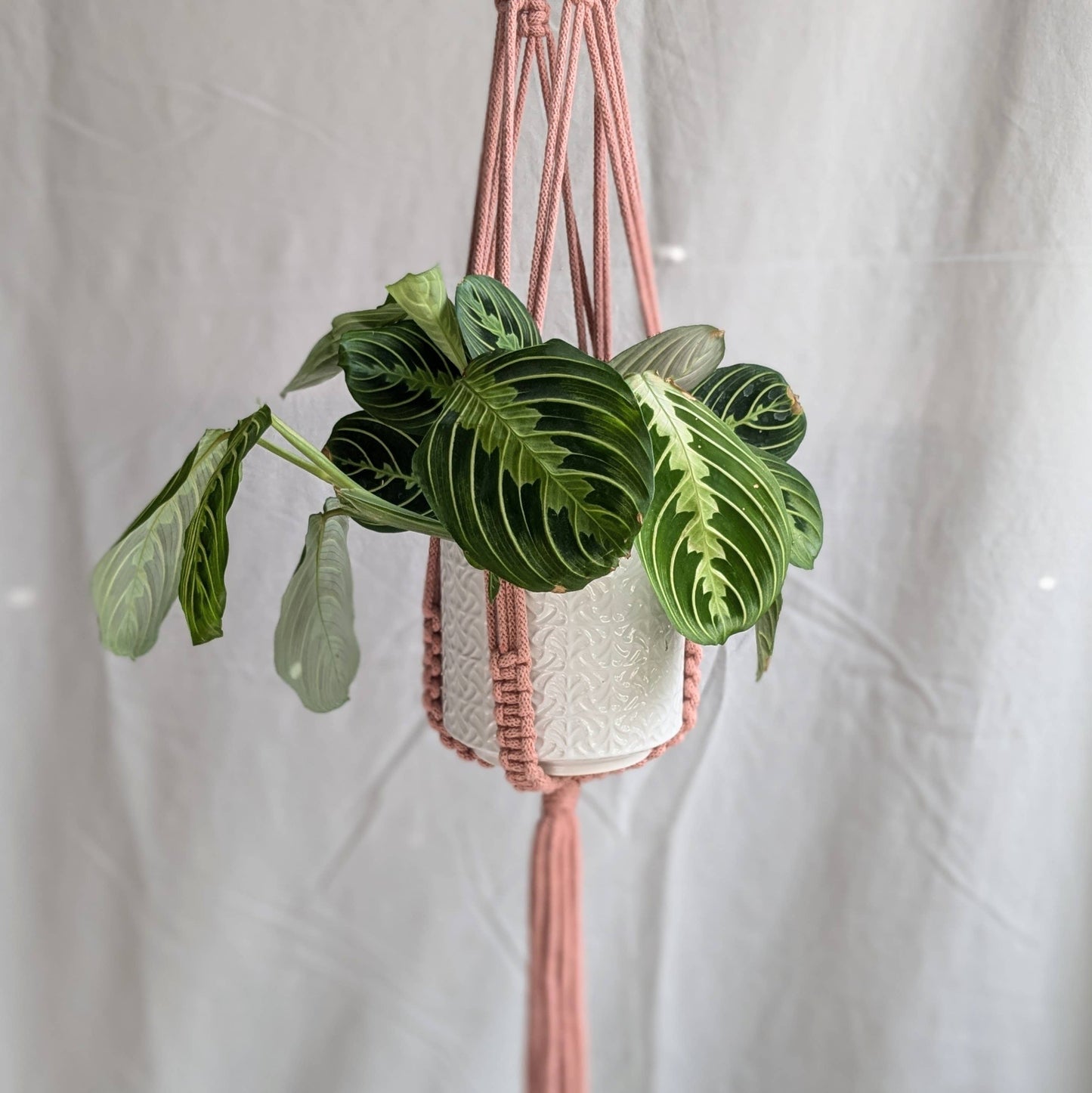 Large Macrame Plant Hanger | Eco Friendly | Recycled Cotton: Yellow